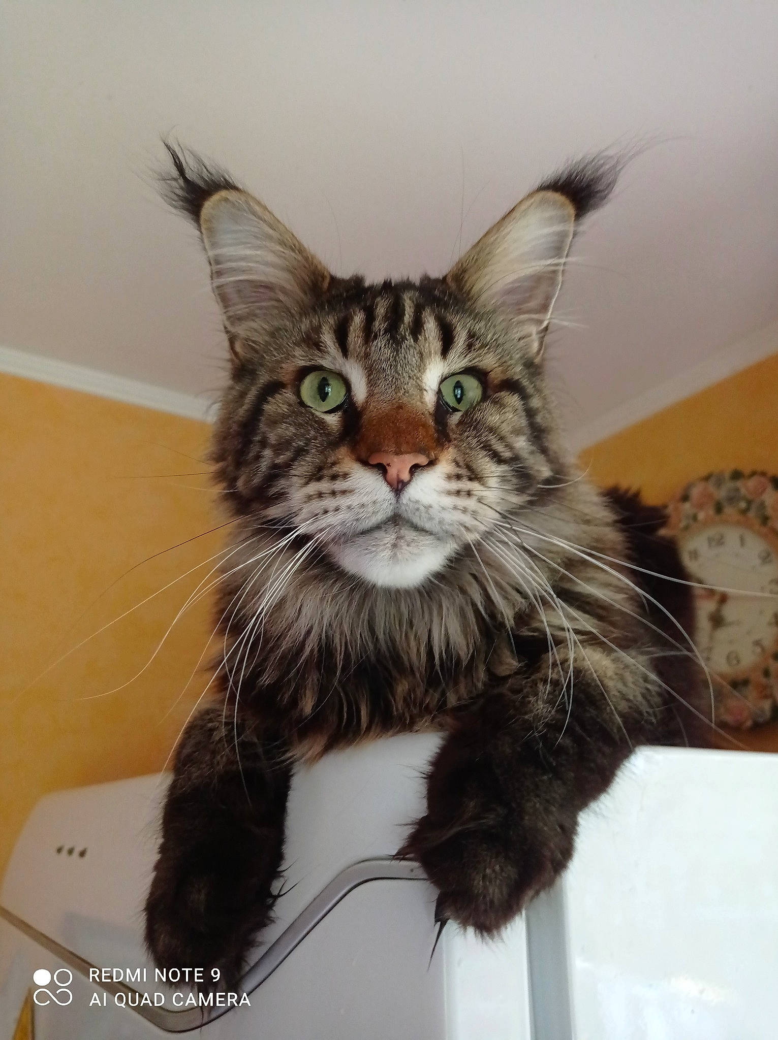 Obama a rejoint le concours — aidez-le/la à gagner de superbes lots ! carnivore, cat, domestic_short_haired_cat, felidae, fur, small_to_medium_sized_cats, snout, tail, terrestrial_animal, whiskers