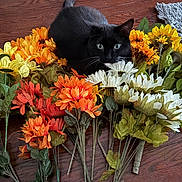 Tiffany is registered to the contest to win money with this photo: animal, artificial_flowers, black_cat, cat, close_up, colorful, curious, floral_arrangement, flowers, green_eyes, green_leaves, indoor, nature_imitation, orange_flowers, pet, sitting, whiskers, white_flowers, wood_floor, yellow_flowers