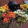 animal, artificial_flowers, black_cat, cat, close_up, colorful, curious, floral_arrangement, flowers, green_eyes, green_leaves, indoor, nature_imitation, orange_flowers, pet, sitting, whiskers, white_flowers, wood_floor, yellow_flowers