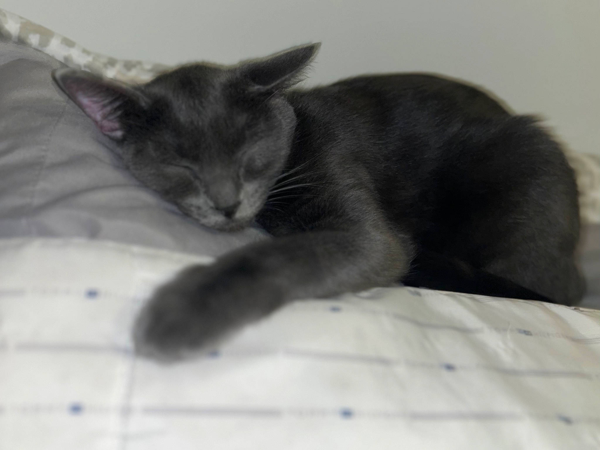 Church joined the competition — help win amazing prizes! carnivore, cat, claw, comfort, domestic_short_haired_cat, ear, felidae, fur, grey, monochrome_photography, small_to_medium_sized_cats, tail, whiskers