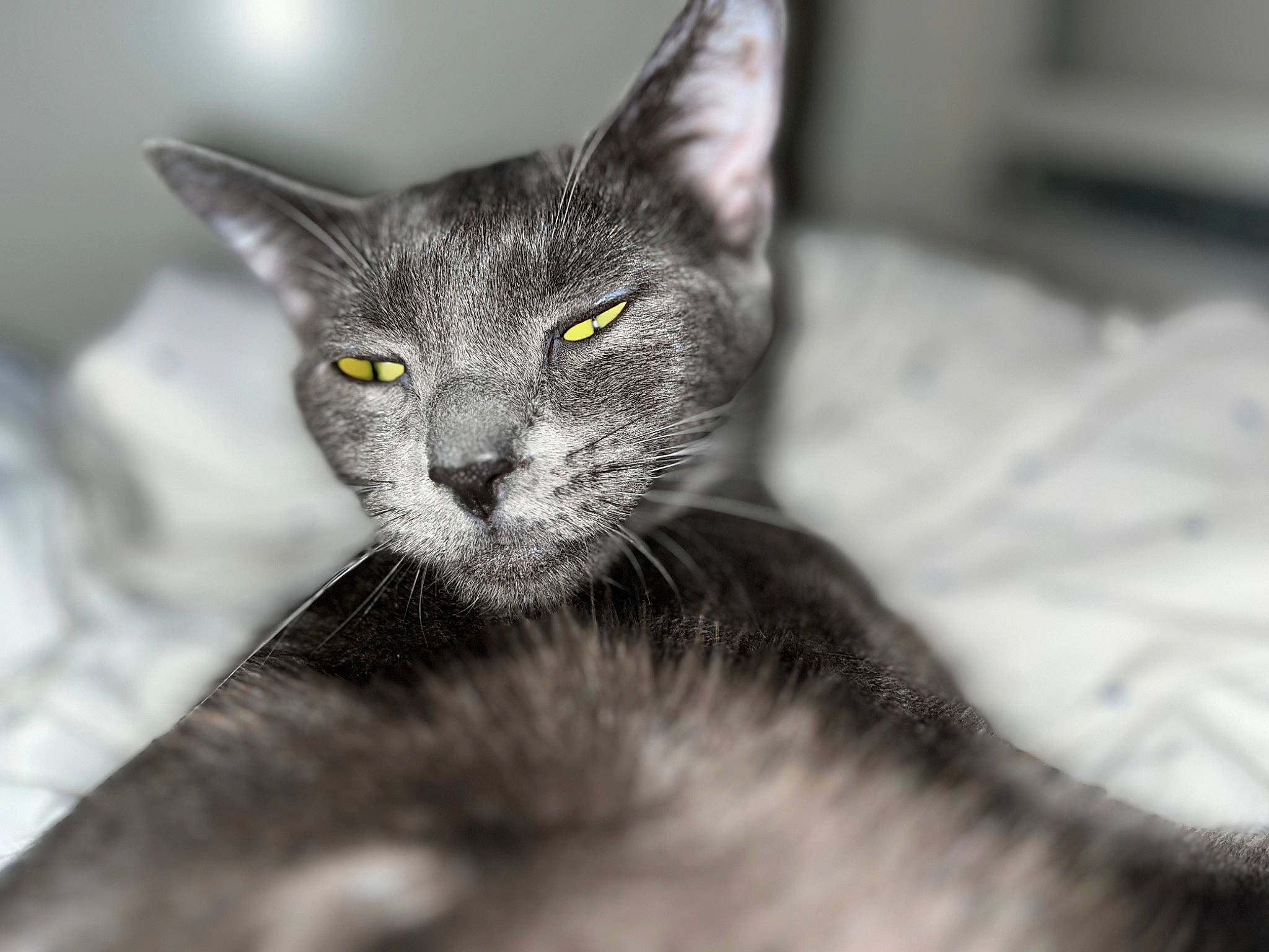 Church joined the competition — help win amazing prizes! black_cat, carnivore, cat, close_up, comfort, domestic_short_haired_cat, ear, felidae, fur, grey, monochrome, monochrome_photography, small_to_medium_sized_cats, whiskers