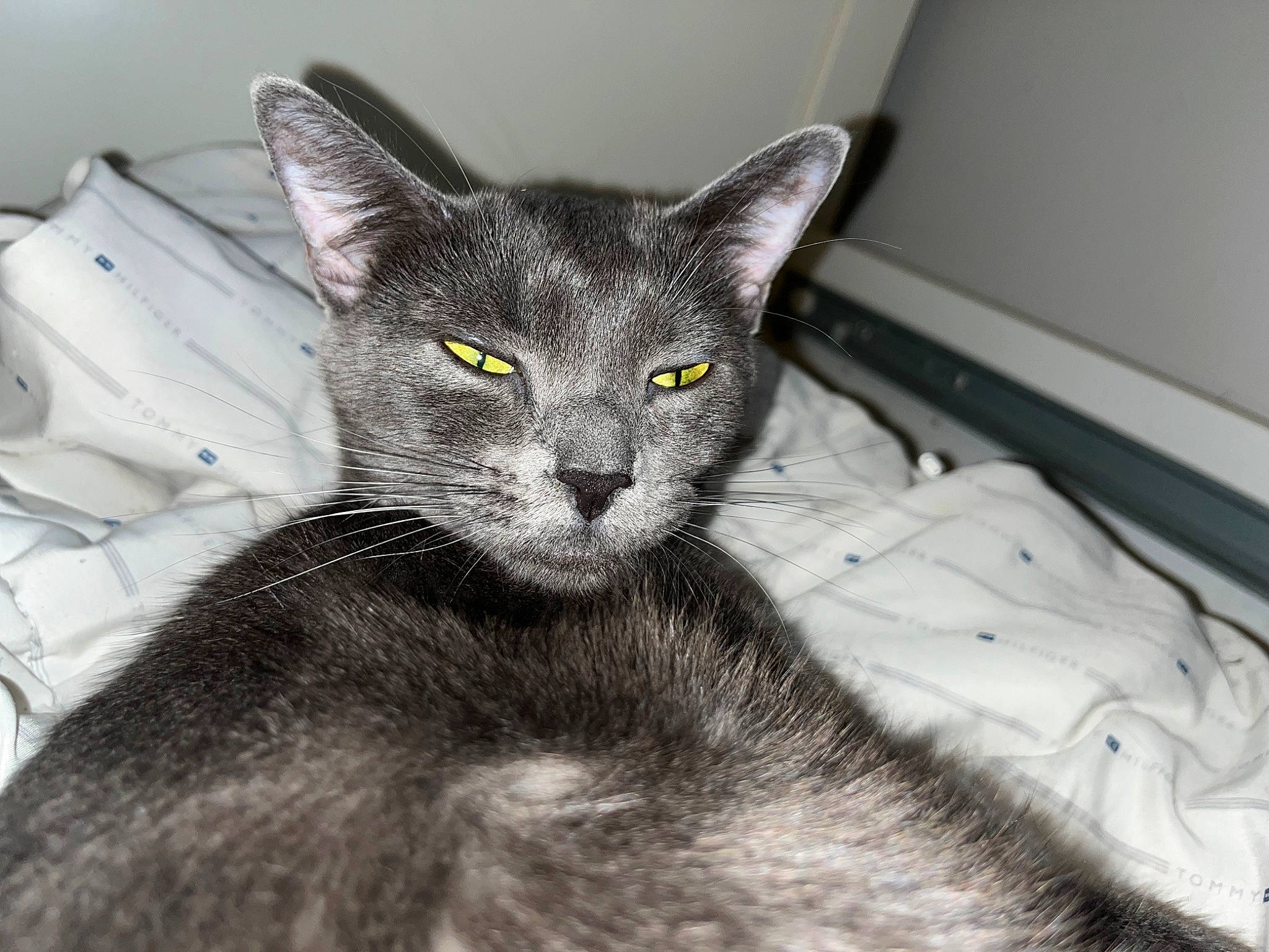 Church joined the competition — help win amazing prizes! carnivore, cat, comfort, domestic_short_haired_cat, felidae, fur, grey, monochrome_photography, small_to_medium_sized_cats, snout, whiskers