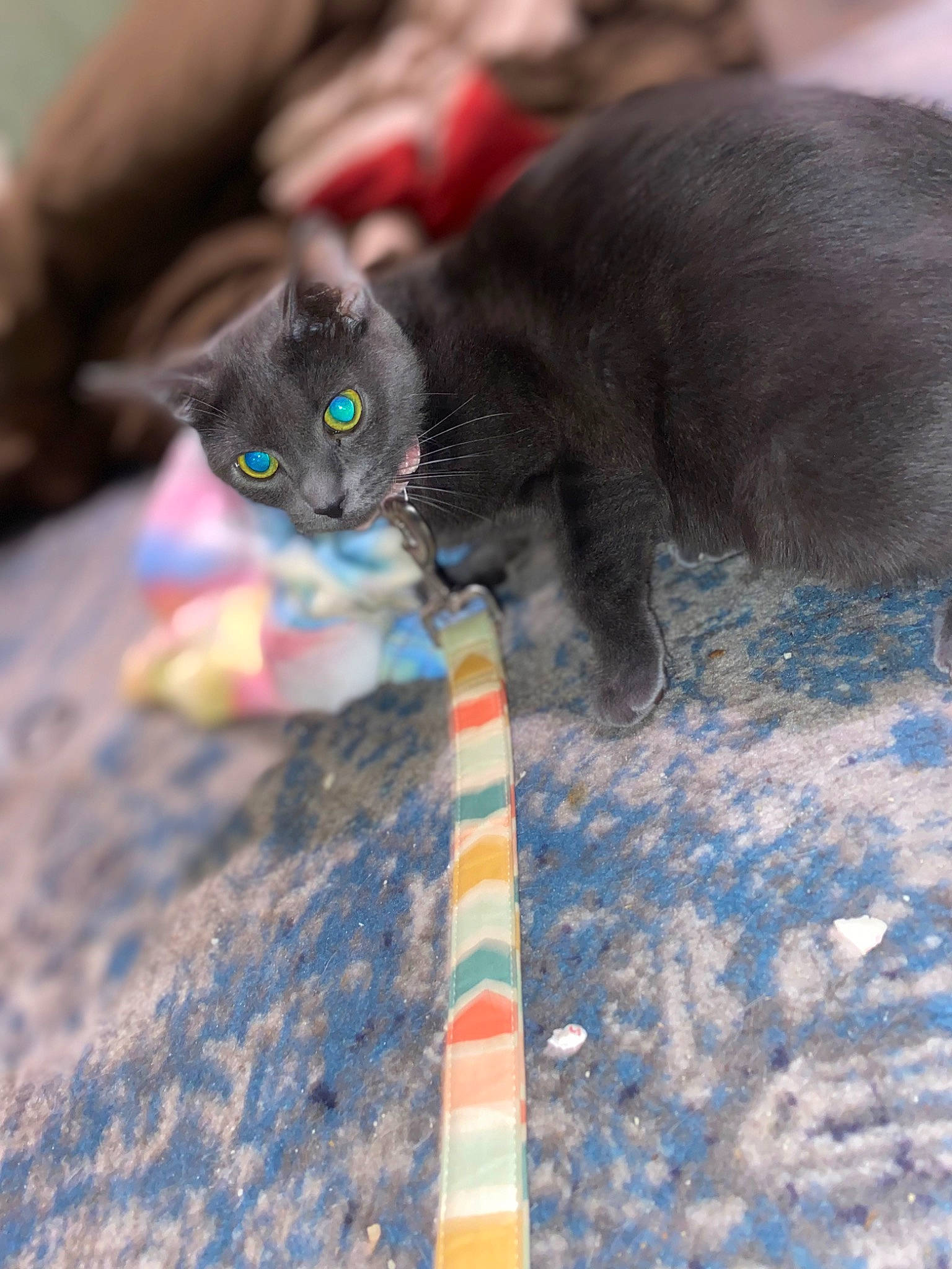 Church joined the competition — help win amazing prizes! black_cat, bombay, carnivore, cat, cat_toy, claw, domestic_short_haired_cat, electric_blue, fawn, felidae, foot, fur, paw, sand, small_to_medium_sized_cats, snout, tail, toe, whiskers