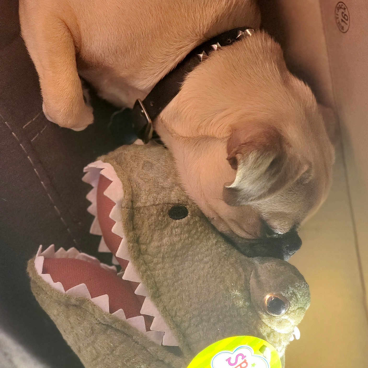 T'Challa is registered to the contest to win money with this photo: carmine, carnivore, companion_dog, dog, dog_breed, dog_collar, fang, fawn, foot, gesture, jaw, leg, paw, personal_protective_equipment, snout, sporting_group, stuffed_toy, working_animal, wrinkle, wrist