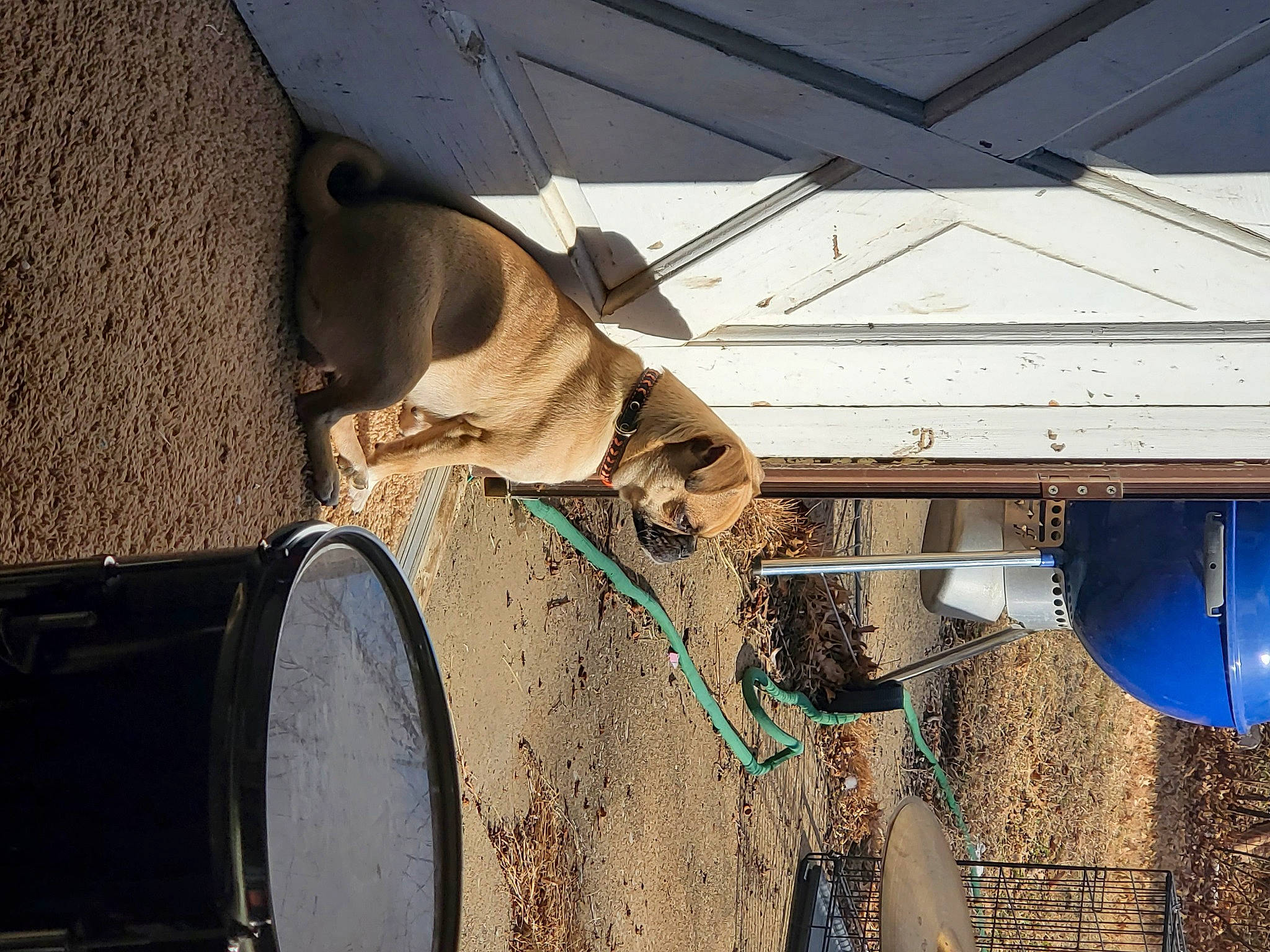 T'Challa is registered to the contest to win money with this photo: audio_equipment, auto_part, automotive_tire, building, dog, electrical_supply, electrical_wiring, eyewear, facade, fawn, fender, horse_tack, house, shadow, tints_and_shades, vehicle_door, wire, wood, working_animal, wrinkle