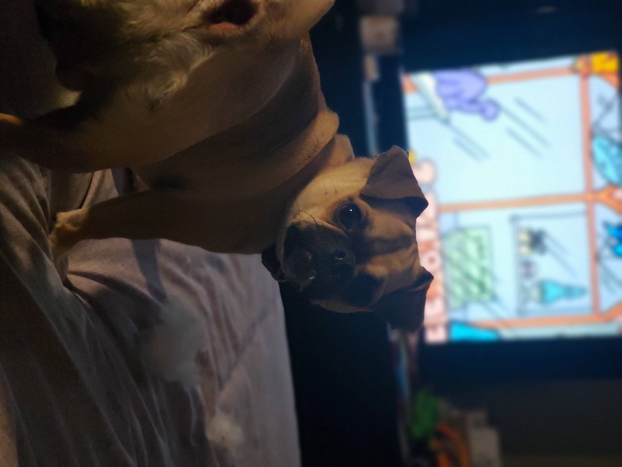 T'Challa is registered to the contest to win money with this photo: animation, audio_equipment, beard, chest, display_device, dog_breed, event, eyewear, facial_hair, fawn, fun, fur, gadget, moustache, room, sculpture, statue, sunglasses, visual_arts, whiskers