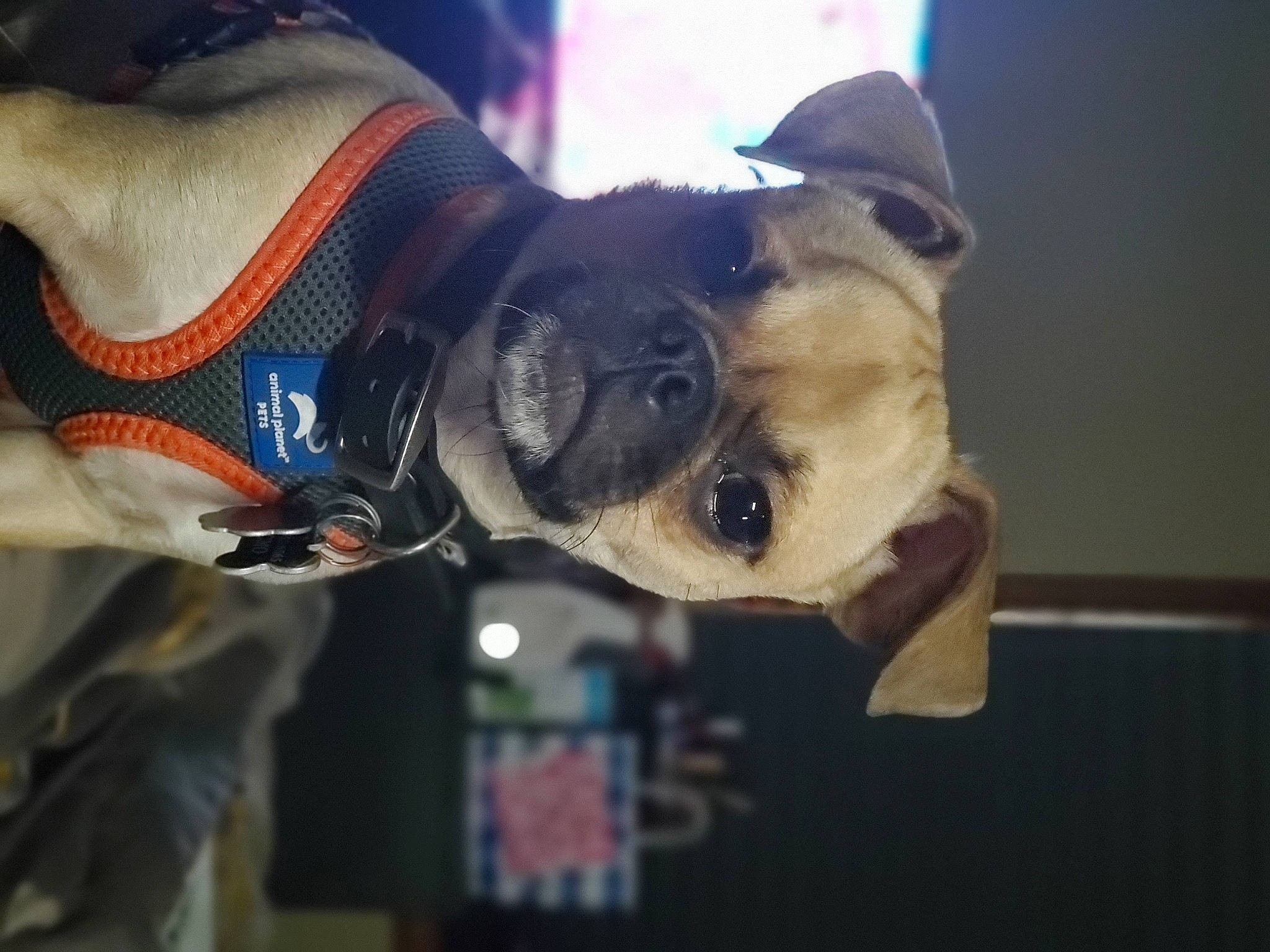 T'Challa joined the competition — help win amazing prizes! canidae, carnivore, collar, companion_dog, dog, dog_breed, dog_clothes, dog_collar, ear, electric_blue, event, eyewear, fawn, fur, leash, personal_protective_equipment, snout, sporting_group, working_animal, wrinkle