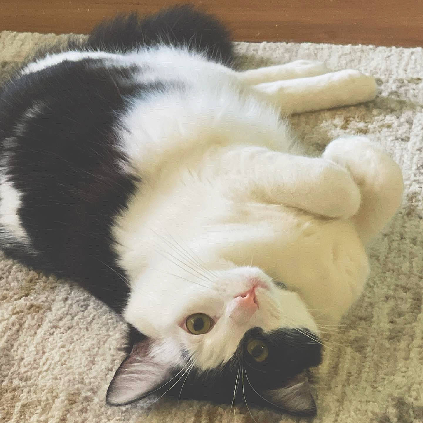 Ollie is registered to the contest to win money with this photo: carnivore, cat, claw, comfort, domestic_short_haired_cat, fang, fawn, felidae, foot, fur, mammal, nap, paw, small_to_medium_sized_cats, snout, tail, terrestrial_animal, vertebrate, whiskers