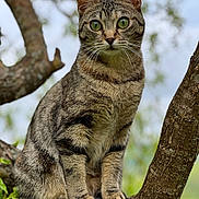 Lola participe au concours pour gagner de l'argent avec cette photo : cat, tabby_cat, tree, branch, outdoor, animal, pet, fur, green_eyes, whiskers, nature, wildlife, mammal, closeup, sitting, alert, portrait, daylight, cute, curious