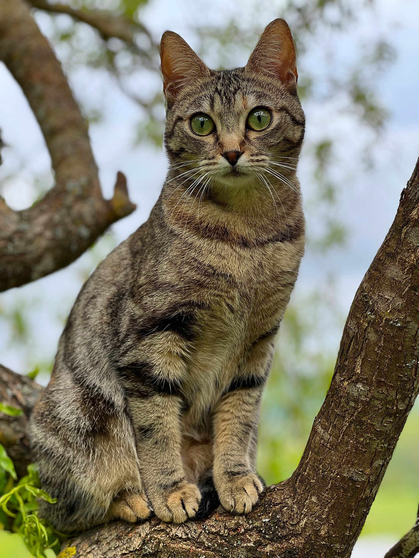 Lola participe au concours pour gagner de l'argent avec cette photo : cat, tabby_cat, tree, branch, outdoor, animal, pet, fur, green_eyes, whiskers, nature, wildlife, mammal, closeup, sitting, alert, portrait, daylight, cute, curious
