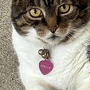 Stella is registered to the contest to win money with this photo: cat, tabby, white_fur, pet, collar, tag, bell, indoor, carpet, closeup, animal, feline, paw, cute, domestic_cat, resting, looking, fur_pattern, mammal, portrait