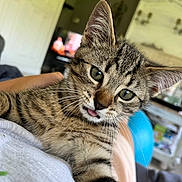 Misty participe au concours pour gagner de l'argent avec cette photo : kitten, cat, tabby, pet, animal, close_up, indoor, feline, whiskers, cute, young, tongue_out, resting, person, blurred_background, fur, striped, domestic_cat, eyes, face