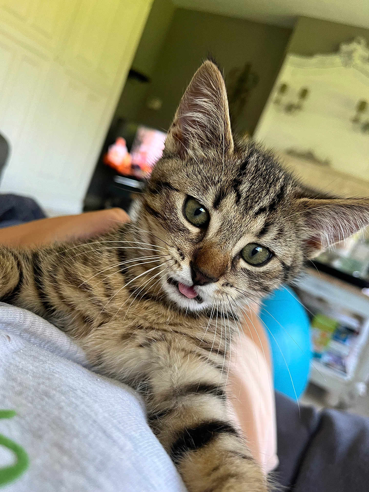 Misty participe au concours pour gagner de l'argent avec cette photo : kitten, cat, tabby, pet, animal, close_up, indoor, feline, whiskers, cute, young, tongue_out, resting, person, blurred_background, fur, striped, domestic_cat, eyes, face
