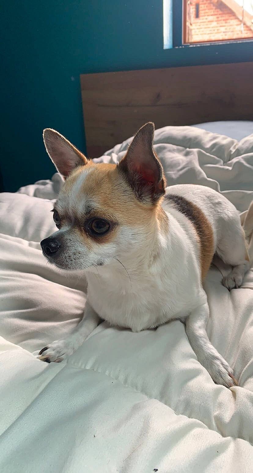 Perle a rejoint le concours — aidez-le/la à gagner de superbes lots ! canidae, carnivore, collar, comfort, companion_dog, corgi_chihuahua, dog, dog_breed, ear, fawn, fur, head, linens, non_sporting_group, small_terrier, snout, sporting_group, toy_dog, whiskers, working_animal