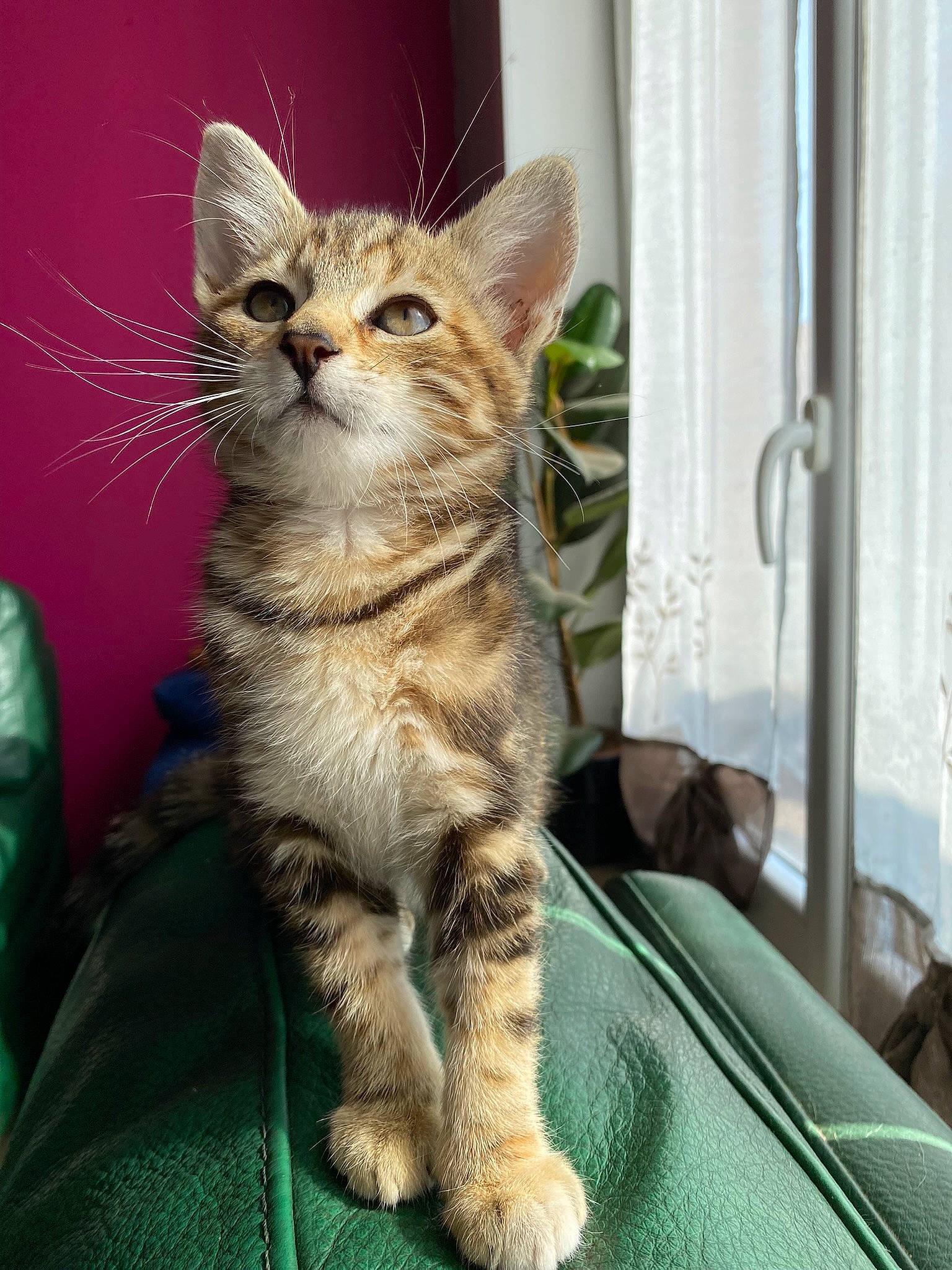 Ruby participe au concours pour gagner de l'argent avec cette photo : carnivore, cat, claw, domestic_short_haired_cat, door, eye, fawn, felidae, fur, paw, sitting, small_to_medium_sized_cats, snout, tail, terrestrial_animal, whiskers, wildlife, window, windshield