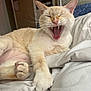 animal, bed, blanket, cat, claws, close_up, cozy, cream_colored, cute, feline, fur, indoor, mouth_open, paw, pet, relaxed, sleepy, soft, whiskers, yawning
