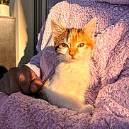 Milka participe au concours pour gagner de l'argent avec cette photo : kitten, cat, calico, sunlight, person, hand, lavender, robe, fluffy, cozy, indoor, portrait, pet, animal, fur, whiskers, relaxing, cute, warm_light, soft_texture