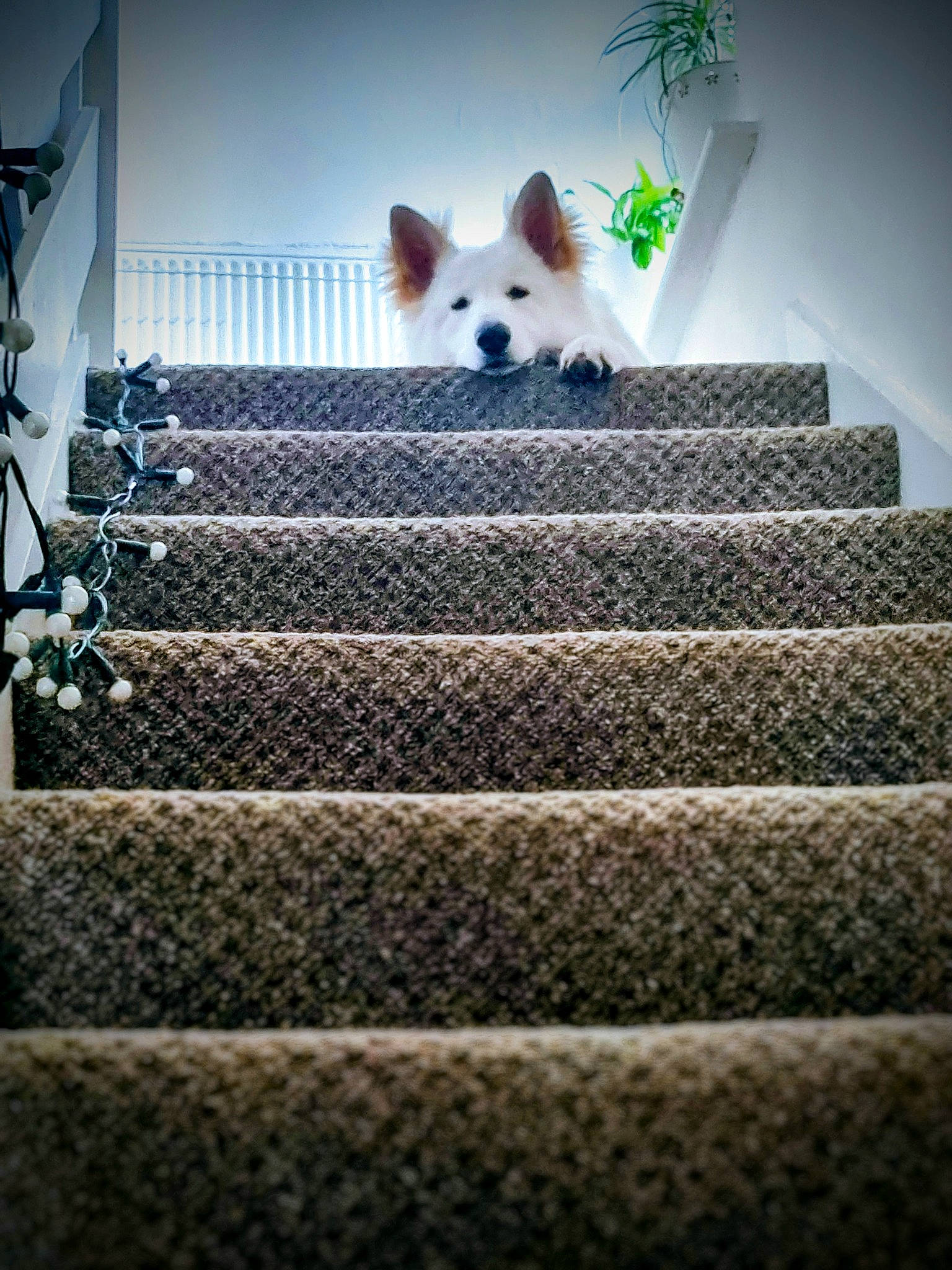 Albie is registered to the contest to win money with this photo: canidae, carnivore, companion_dog, dog, dog_breed, fawn, felidae, flooring, fur, grey, pattern, room, shelf, sky, sporting_group, stairs, symmetry, tail, wall, wood