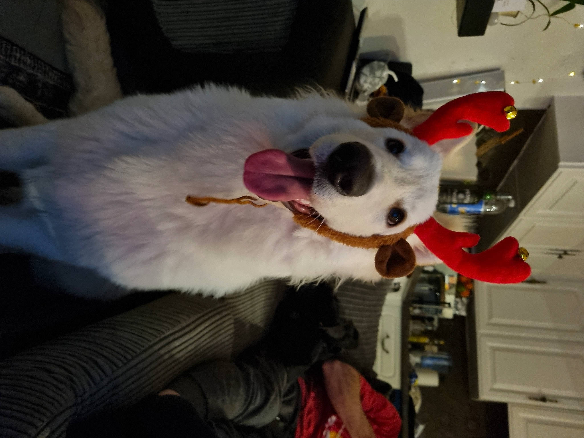 Albie joined the competition — help win amazing prizes! canidae, companion_dog, costume, dog_breed, ear, event, felidae, fur, fur_clothing, mascot, plush, small_to_medium_sized_cats, snout, sporting_group, stuffed_toy, toy, whiskers