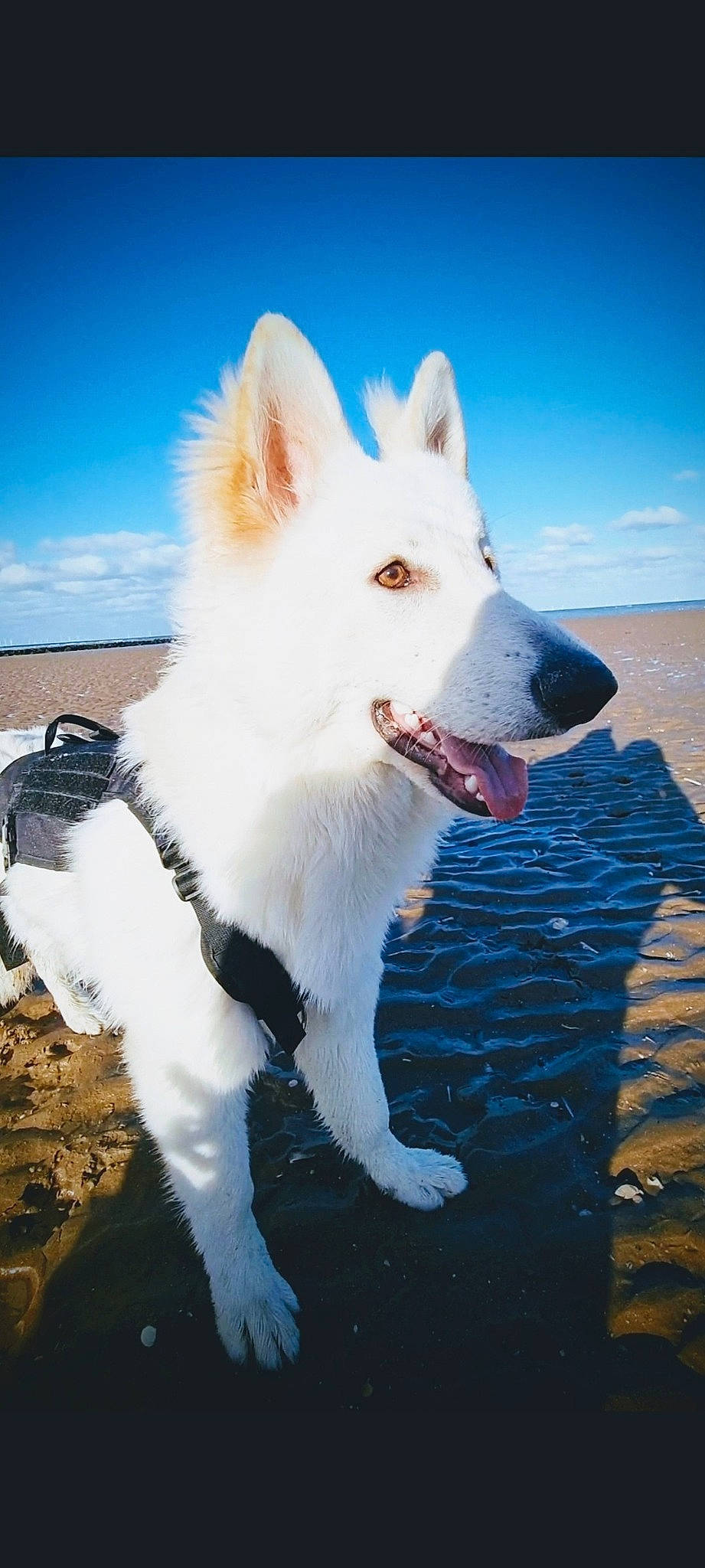 Albie joined the competition — help win amazing prizes! beach, canidae, carnivore, cloud, collar, companion_dog, dog, dog_breed, dog_supply, happy, herding_dog, ocean, sky, snout, sporting_group, tail, water, winter, working_animal, working_dog