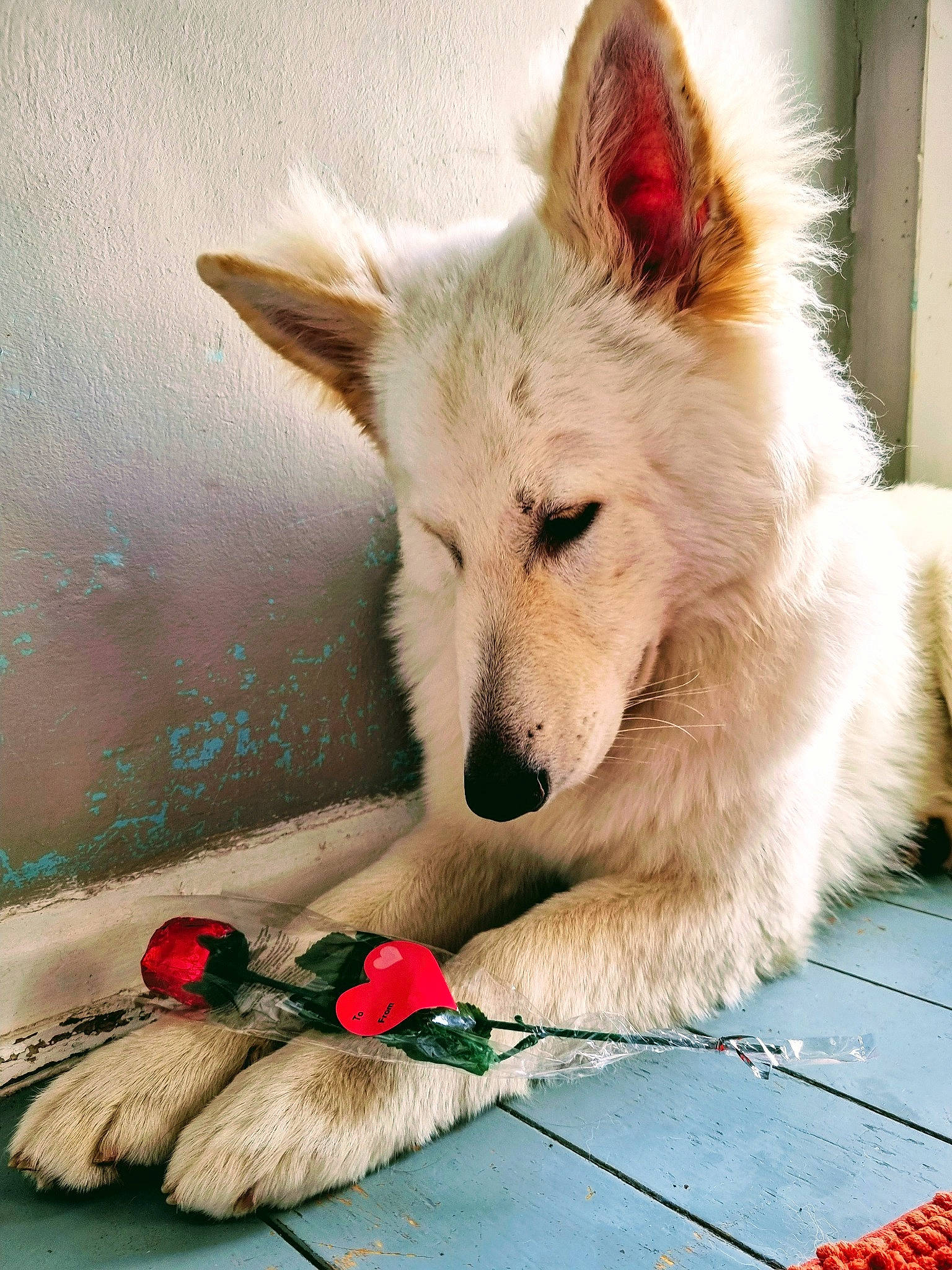 Albie is registered to the contest to win money with this photo: ancient_dog_breeds, canidae, canis, carmine, carnivore, companion_dog, coquelicot, dog, dog_breed, dog_supply, fang, fur, giant_dog_breed, non_sporting_group, paw, snout, sporting_group, terrestrial_animal, whiskers, working_dog