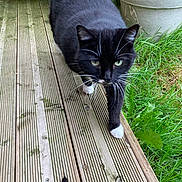 Kiara a rejoint le concours — aidez-le/la à gagner de superbes lots ! animal, black_and_white, cat, close_up, curious, domestic_cat, four_legs, fur, green_grass, mammal, nature, outdoor, pet, plant, potted_plants, sidewalk, tabby, walking, whiskers, wooden_deck