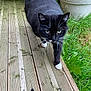 animal, black_and_white, cat, close_up, curious, domestic_cat, four_legs, fur, green_grass, mammal, nature, outdoor, pet, plant, potted_plants, sidewalk, tabby, walking, whiskers, wooden_deck