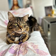 Cosmo Austin Vega joined the competition — help win amazing prizes! cat, tabby, pet, indoor, bed, floral_pattern, fur, whiskers, collar, green_eyes, domestic_animal, relaxed, closeup, animal_portrait, feline, soft_focus, cozy, household, resting, cute