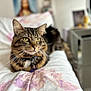 cat, tabby, pet, indoor, bed, floral_pattern, fur, whiskers, collar, green_eyes, domestic_animal, relaxed, closeup, animal_portrait, feline, soft_focus, cozy, household, resting, cute