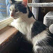 Ace is registered to the contest to win money with this photo: cat, black_and_white, window, windowsill, curious, indoor, feline, pet, whiskers, ears, fur, natural_light, wood, carpeted_cat_tree, animal, looking_out, side_view, domestic_cat, home, quiet