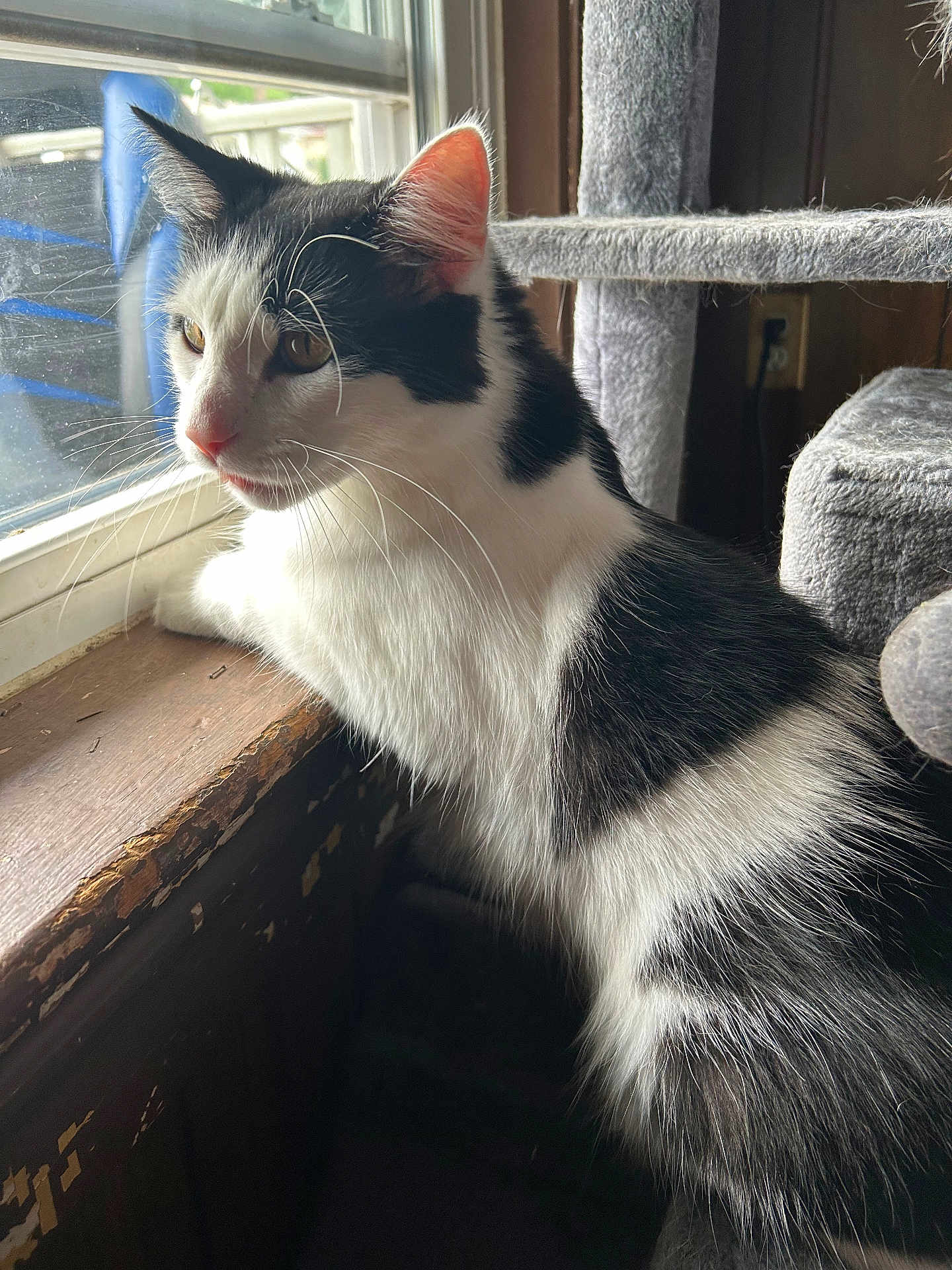 Ace is registered to the contest to win money with this photo: cat, black_and_white, window, windowsill, curious, indoor, feline, pet, whiskers, ears, fur, natural_light, wood, carpeted_cat_tree, animal, looking_out, side_view, domestic_cat, home, quiet