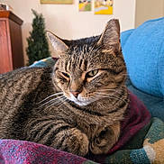 Marshall Mathers is registered to the contest to win money with this photo: animal, blanket, cat, comfort, couch, cozy, decor, ears, fur, furniture, home, indoor, painting, pet, portrait, relaxing, resting, soft_light, tabby_cat, whiskers