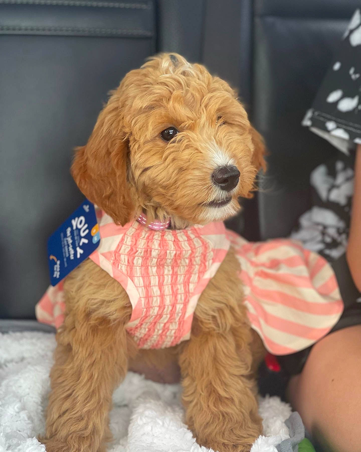 Georgia is registered to the contest to win money with this photo: canidae, carnivore, companion_dog, dog, dog_breed, dog_clothes, dog_collar, dog_supply, event, fawn, fur, liver, maltepoo, pet_supply, small_terrier, snout, sporting_group, terrier, toy_dog, working_animal