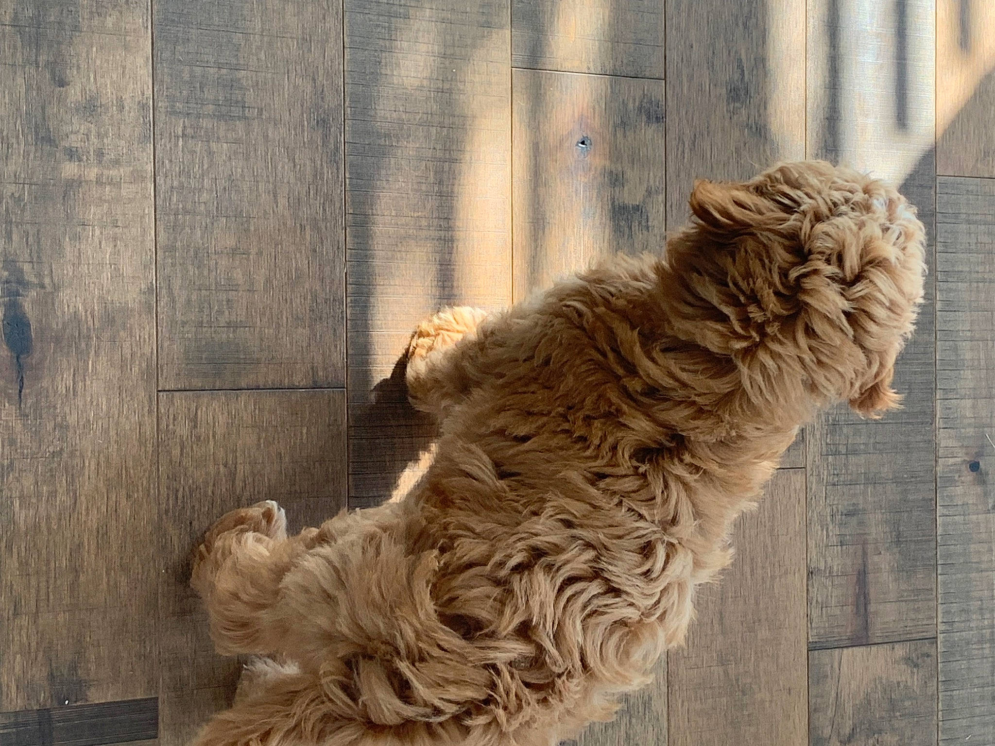 Georgia joined the competition — help win amazing prizes! art, artifact, big_cats, canidae, carnivore, carving, creative_arts, felidae, fur, lion, liver, relief, sculpture, snout, sporting_group, stone_carving, tail, terrestrial_animal, visual_arts, wood