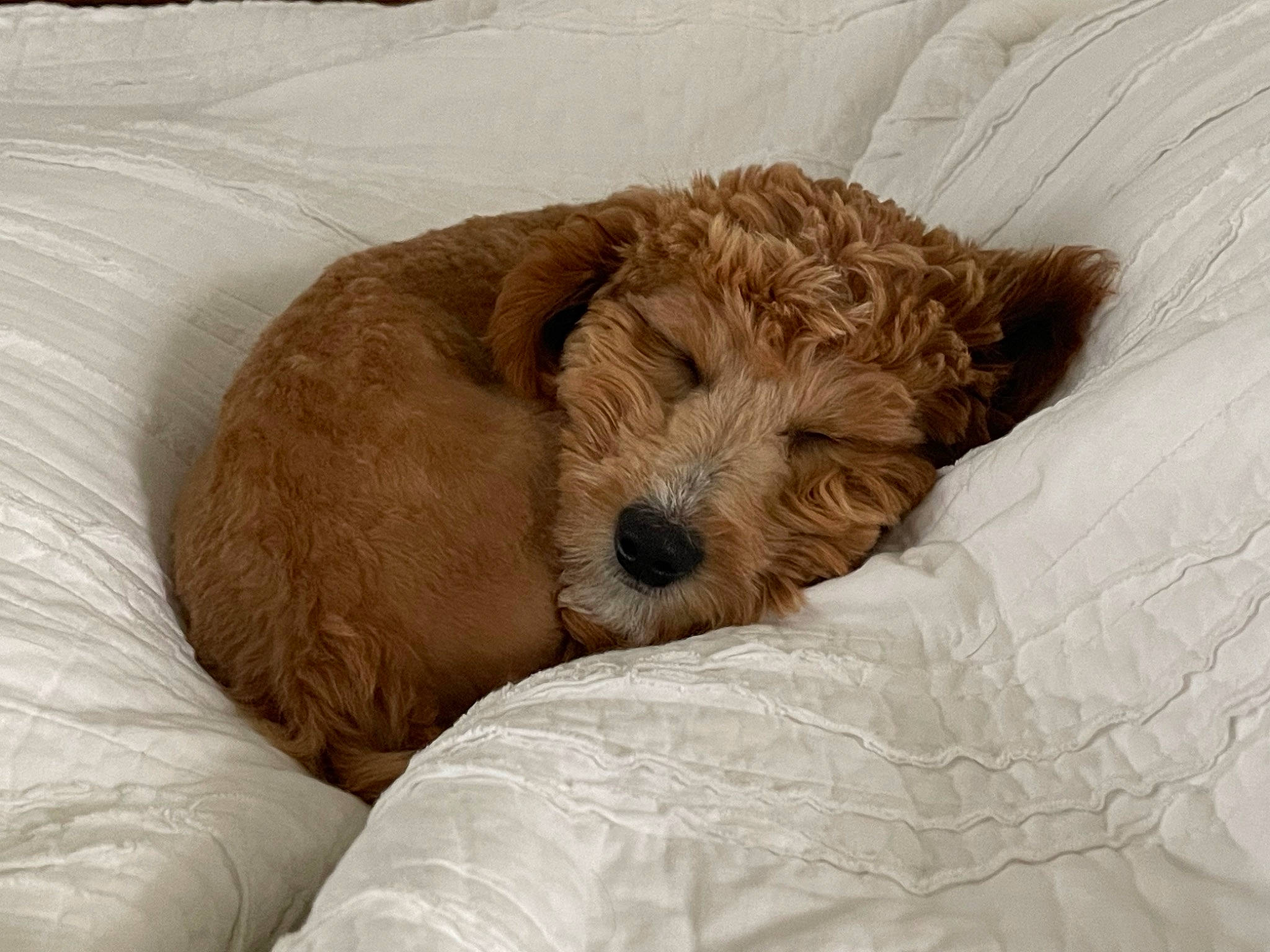 Georgia is registered to the contest to win money with this photo: ball, canidae, carnivore, comfort, companion_dog, dog, dog_breed, fawn, fur, labradoodle, liver, poodle_crossbreed, small_terrier, snout, sofa_bed, sporting_group, terrestrial_animal, terrier, toy_dog, working_animal