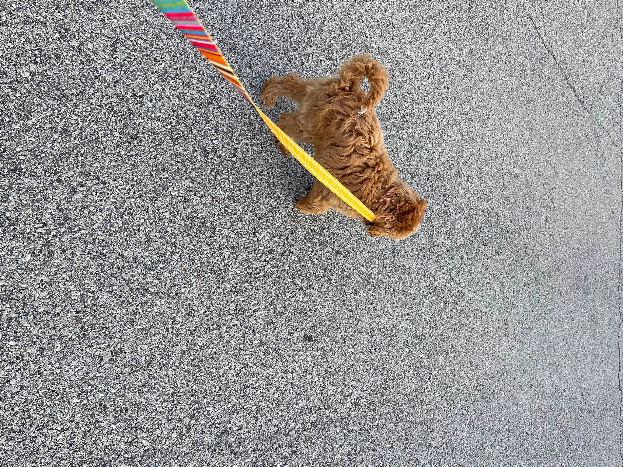 Georgia joined the competition — help win amazing prizes! asphalt, carmine, concrete, fashion_accessory, felidae, flooring, foot, fur, grass, human_leg, organ_mountains_chipmunk, road, road_surface, sand, shadow, sidewalk, soil, tail, tar, wood