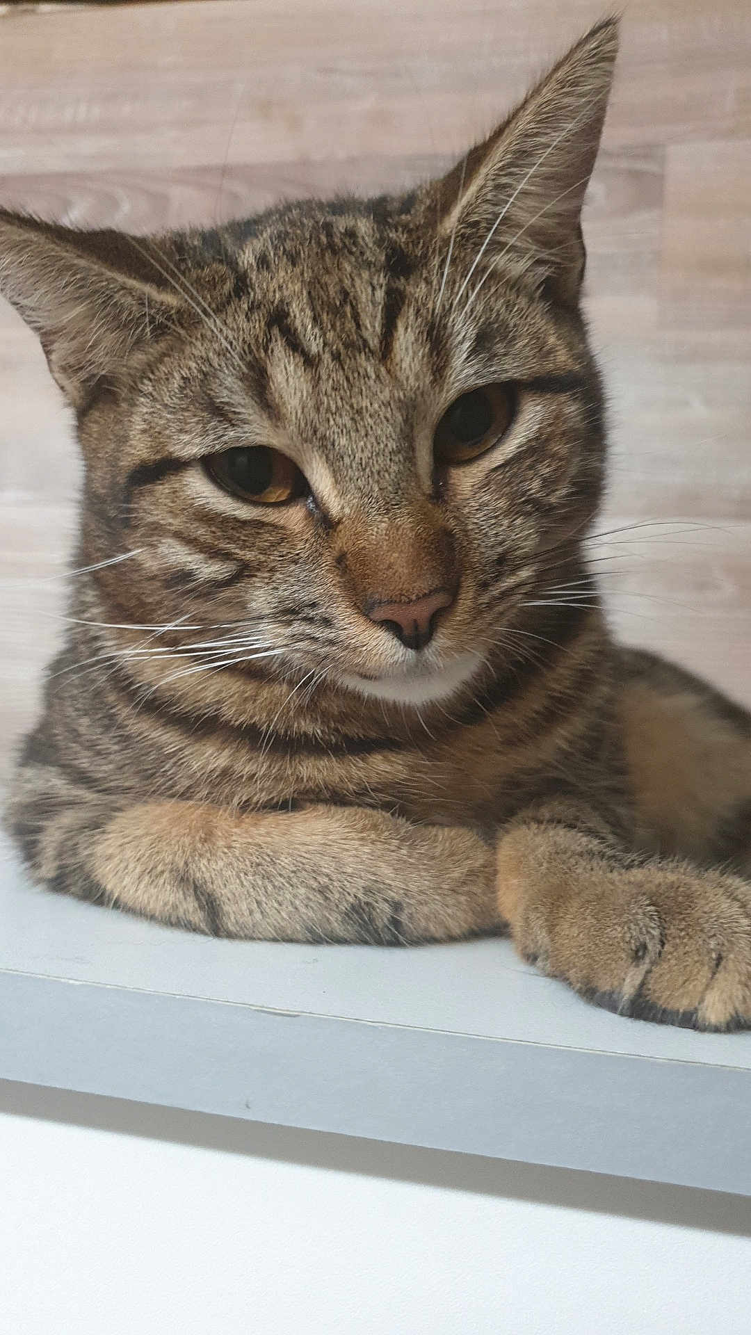 Appolo participe au concours pour gagner de l'argent avec cette photo : animal, cat, close_up, cute, domestic_cat, ears, face, feline, fur, indoor, looking, mammal, paw, pet, portrait, relaxed, resting, tabby, whiskers, wooden_background