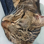 Appolo a rejoint le concours — aidez-le/la à gagner de superbes lots ! animal, cat, closeup, comfort, cozy, cute, domestic_cat, feline, fur, indoor, nap, peaceful, pet, relaxing, resting, sleeping, soft, tabby, warm, whiskers