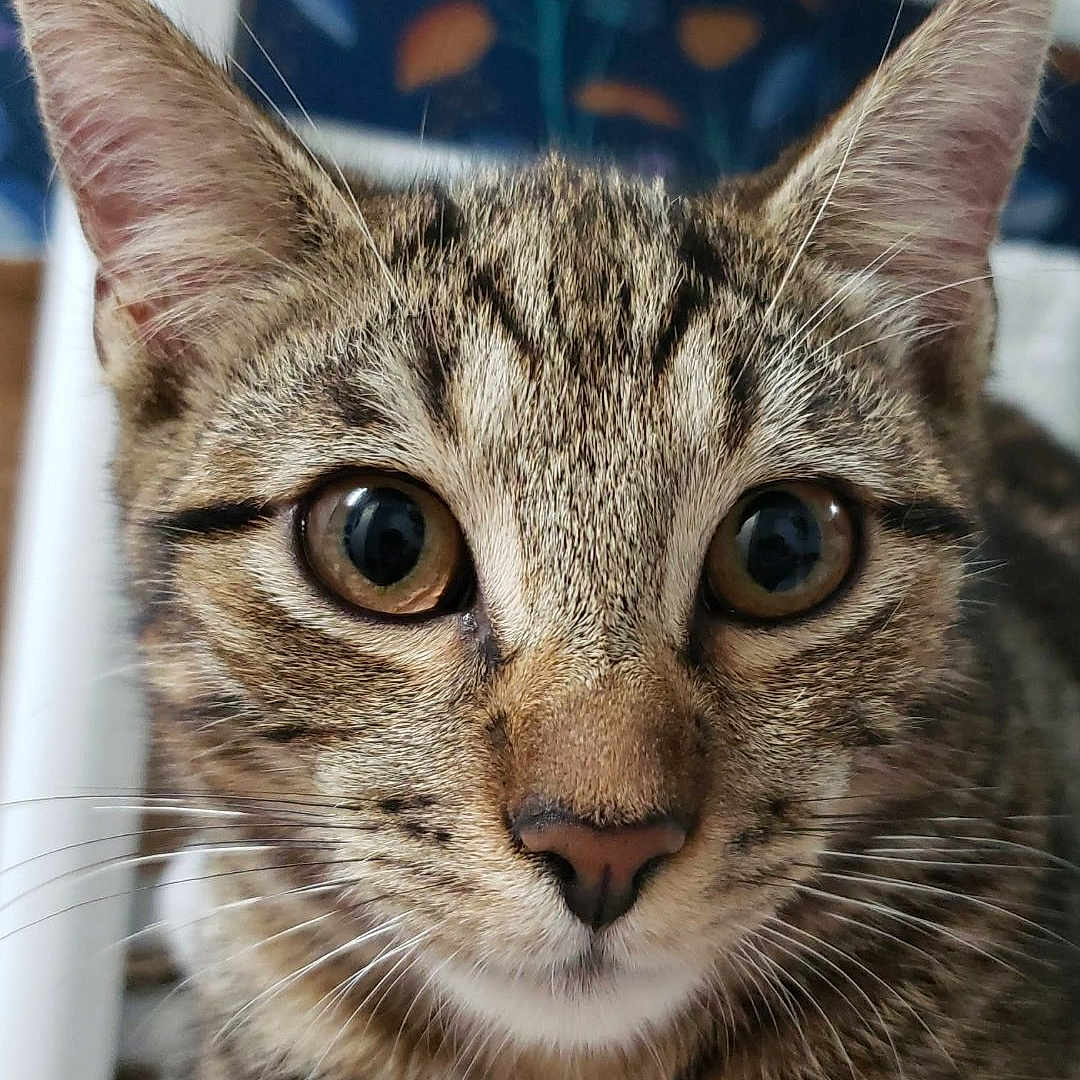 Appolo a rejoint le concours — aidez-le/la à gagner de superbes lots ! animal, cat, chair, close_up, curious, cute, domestic_animal, ears, eyes, feline, fur, indoor, mammal, pet, portrait, resting, striped, tabby, whiskers, young_cat