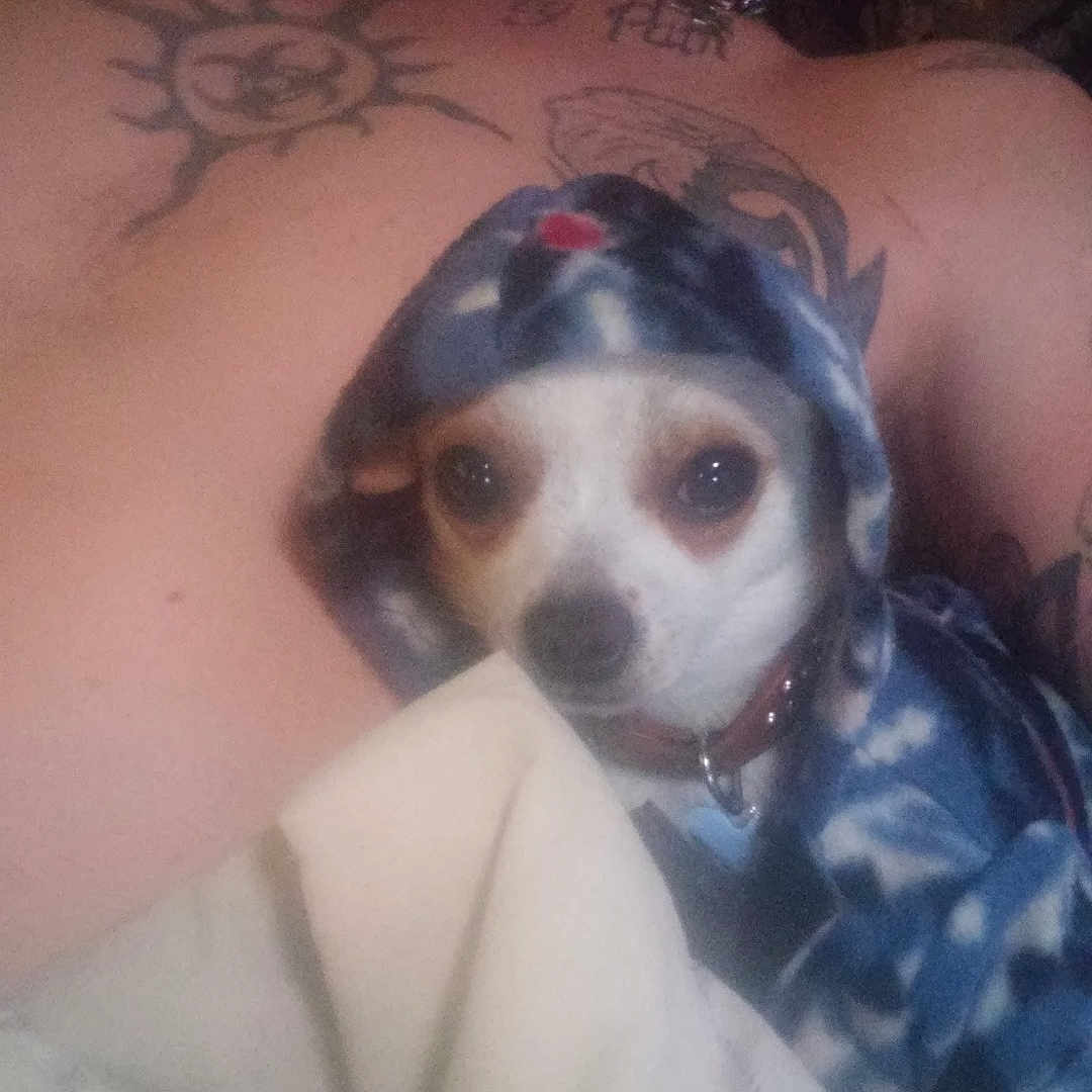 Dr. Brutus Beefcake joined the competition — help win amazing prizes! animal, blanket, brown_eyes, chain_necklace, closeup, collar, comfort, dog, face, fur, hood, human, indoor, man, pet, portrait, relaxing, resting, snuggling, tattoo