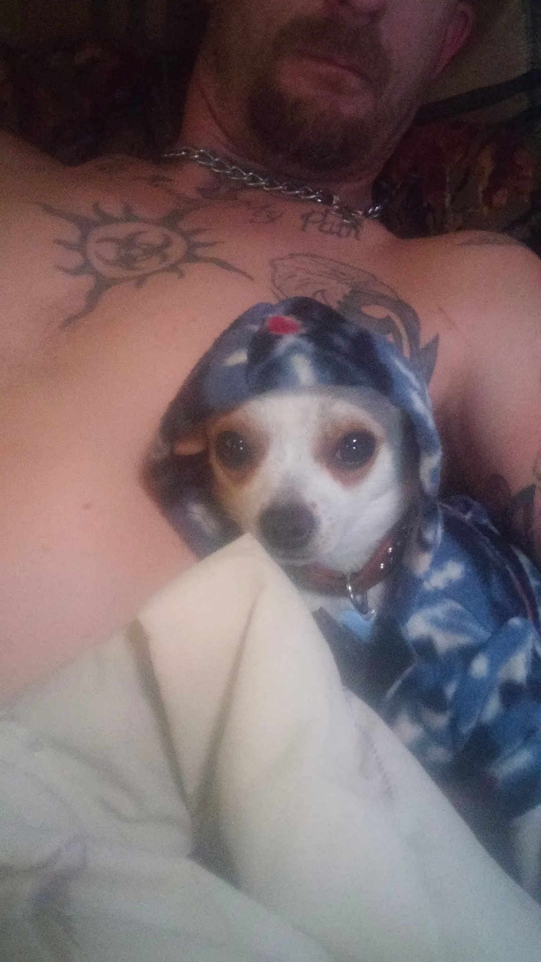 Dr. Brutus Beefcake joined the competition — help win amazing prizes! animal, blanket, brown_eyes, chain_necklace, closeup, collar, comfort, dog, face, fur, hood, human, indoor, man, pet, portrait, relaxing, resting, snuggling, tattoo