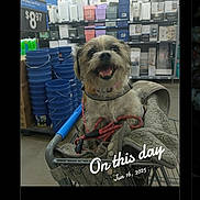 Boots joined the competition — help win amazing prizes! dog, shopping_cart, store, bucket, blanket, leash, pet, indoor, smiling, animal, retail, aisle, household_items, happy, fur, collar, container, goods, text_overlay, date