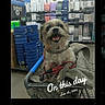 dog, shopping_cart, store, bucket, blanket, leash, pet, indoor, smiling, animal, retail, aisle, household_items, happy, fur, collar, container, goods, text_overlay, date