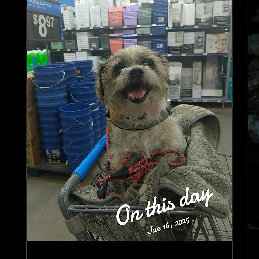 Boots joined the competition — help win amazing prizes! dog, shopping_cart, store, bucket, blanket, leash, pet, indoor, smiling, animal, retail, aisle, household_items, happy, fur, collar, container, goods, text_overlay, date