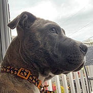 Ozzy is registered to the contest to win money with this photo: dog, pet, collar, candy_corn_pattern, side_profile, window, porch, railing, cloudy_sky, outdoor, animal, canine, close_up, fur, ears, snout, domestic_animal, looking_away, daytime, house