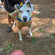 Mumbles joined the competition — help win amazing prizes! dog, pet, animal, costume, cat_ears, wings, outdoor, forest, woodland, dirt, trees, white_dog, standing, leash, harness, clothing, person, face, portrait, funny