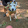 dog, pet, animal, costume, cat_ears, wings, outdoor, forest, woodland, dirt, trees, white_dog, standing, leash, harness, clothing, person, face, portrait, funny