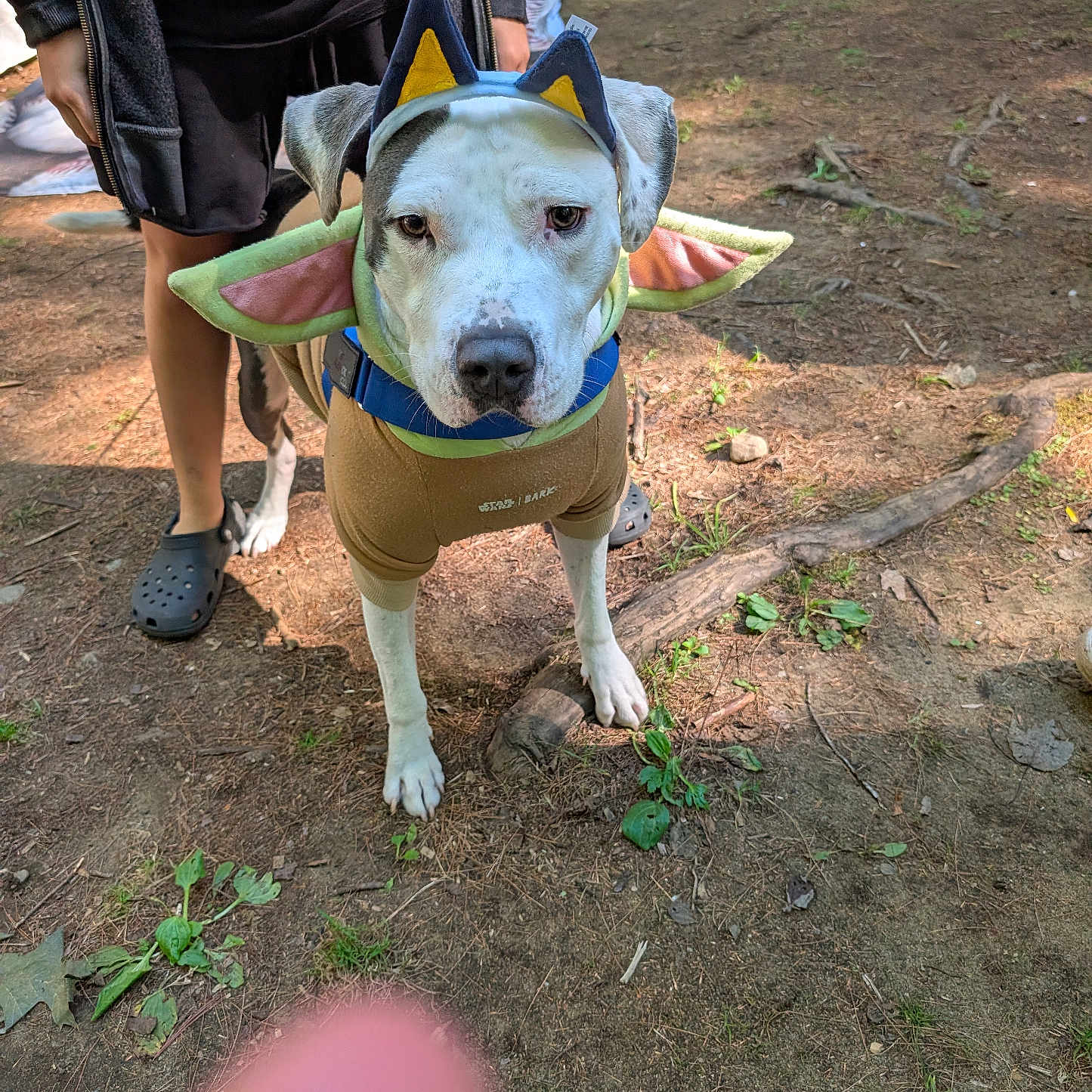 Mumbles joined the competition — help win amazing prizes! dog, pet, animal, costume, cat_ears, wings, outdoor, forest, woodland, dirt, trees, white_dog, standing, leash, harness, clothing, person, face, portrait, funny