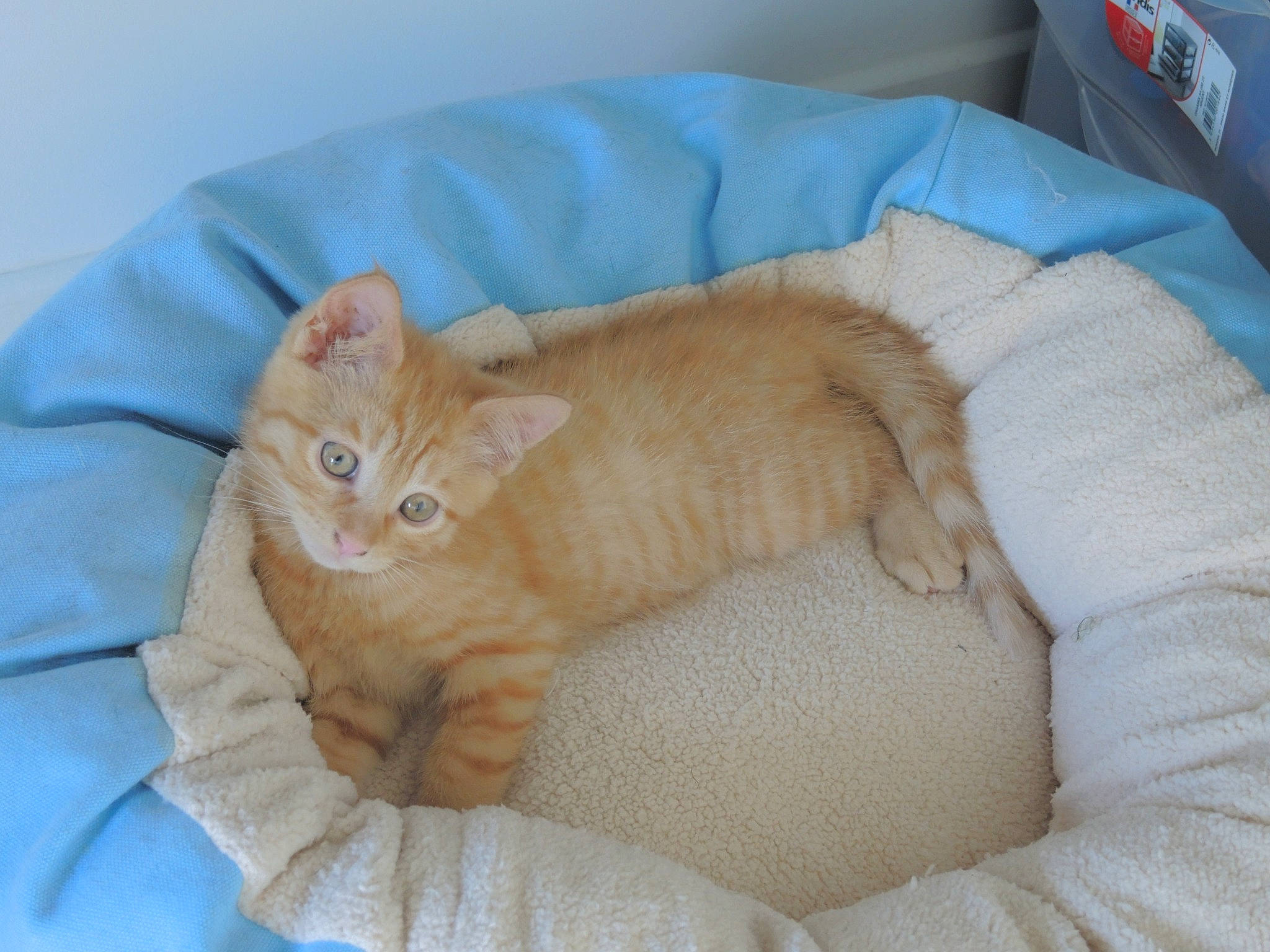 Charli participe au concours pour gagner de l'argent avec cette photo : bed, carnivore, cat, cat_bed, cat_supply, claw, comfort, domestic_short_haired_cat, fawn, felidae, fur, mammal, nap, paw, pet_supply, sleep, small_to_medium_sized_cats, snout, tail, whiskers