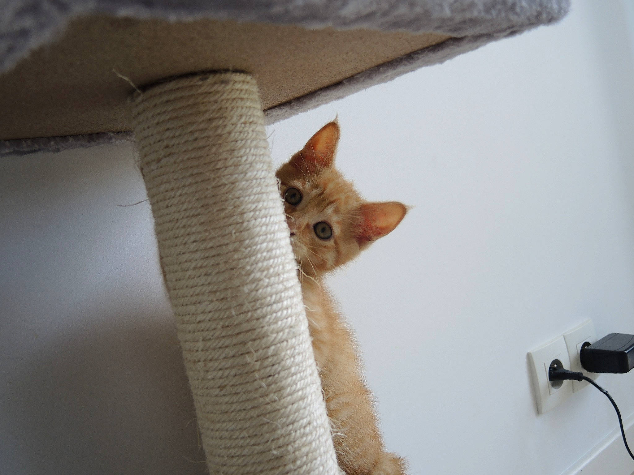 Charli participe au concours pour gagner de l'argent avec cette photo : carnivore, cat, cat_bed, cat_supply, comfort, domestic_short_haired_cat, fawn, felidae, fur, mammal, paw, peripheral, pet_supply, room, small_to_medium_sized_cats, tail, tree, whiskers, wood, wool